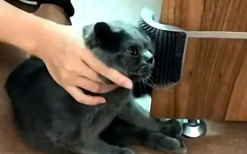 主人买回一款猫咪按摩器,猫咪尝试后不配合,脸上表情让人捧腹