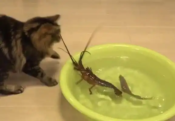 猫pk带刺龙虾,结果被夹哭
