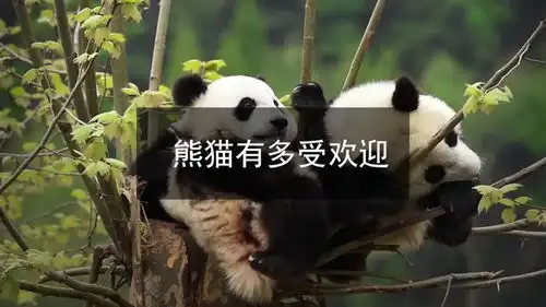 熊猫也疯狂外国人有多喜欢熊猫愿意用总统换熊猫
