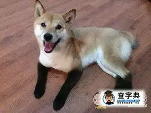 穿了黑丝的汪搞笑图片
