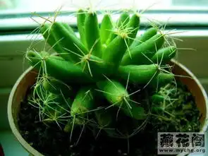 刚刚收到一盆植物带刺不知道名字
