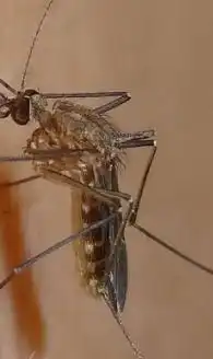 蚊子有哪几种图片
