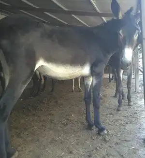 锦州广灵驴泌阳驴佳米驴多少钱一头