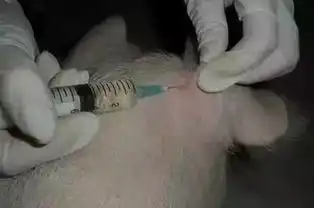 猪身上所有部位注射方法和注意事项,还有比这更全的吗
