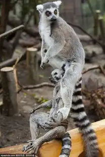伦敦动物园傻萌狐猴惹人爱7631552教育图片库大视野
