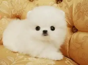 买纯种哈多利博美犬签协议保健康可看父母可送货

