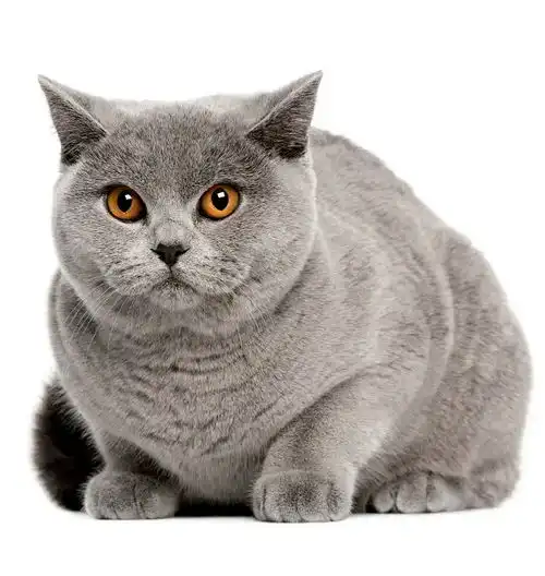 英短可爱头像蓝猫