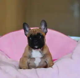 哪里有卖斗牛犬斗牛犬加多少钱纯种斗牛犬多少钱
