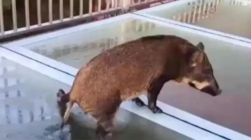 野猪误入玻璃桥,从来没见过这么搞笑的猪,网友魔鬼的步伐
