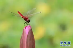小荷才露尖尖角早有蜻蜓立上头
