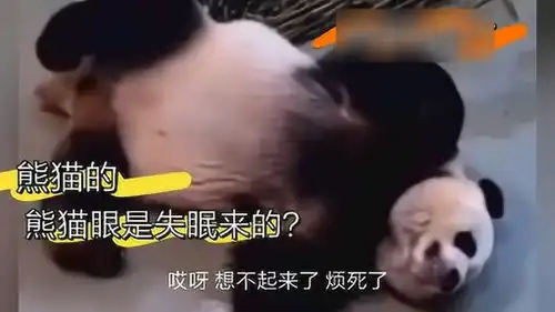 云南方言搞笑配音,熊猫的熊猫眼原来是熬夜来的,笑抽
