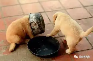 狗狗出糗的瞬间,还是二哈更胜一筹
