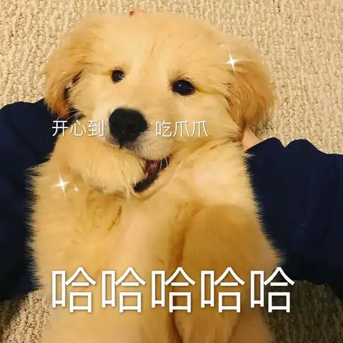 uu们有没有一些可爱狗子的表情包哇