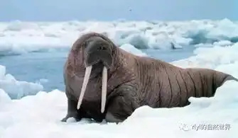 有没有谁和我一样,海豹海狗海狮海象海牛傻傻分不清楚

