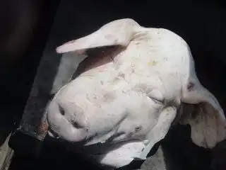 卤菜生猪头如何巧去猪头骨
