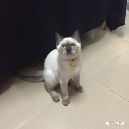 新手养猫暹罗猫英短和美短哪种猫更适合呢