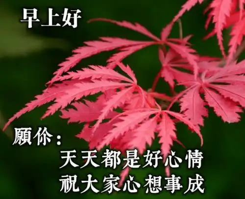 新的十月早上好问候语动画图片大全,早上好祝福语唯美句子