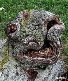 奇树奇树奇树奇树奇树奇树奇树奇树奇树
