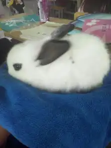 小兔子吃含防腐剂食品会有事嘛
