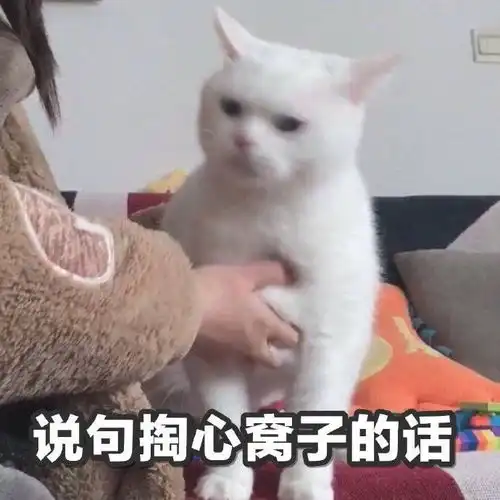 表情包知识它进不到我脑子里