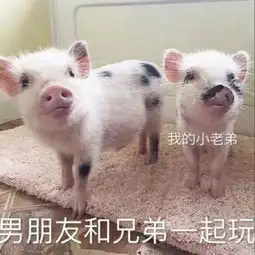 可爱恶搞头像带文字
