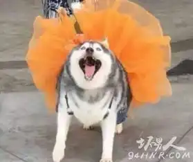 哈士奇图片蠢萌二哈搞笑图片大全合集
