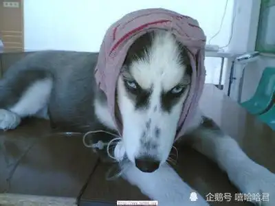 搞笑趣图大哥你是拔牙还是炫富没猜错的话,点子是旁边两位医生提的吧