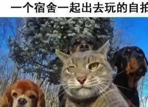 搞笑图片其实大学宿舍日常是这样的
