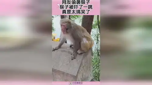网友偷袭猴子,猴子被吓了一跳,真是太搞笑了
