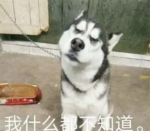 水泥地上惊现狗子神秘派对,回家再看看自己装修的新房狗子你给我站住
