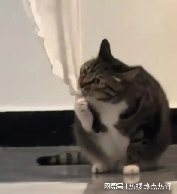 面对大风猫咪死死咬住窗帘没有我,这个家迟早都得散
