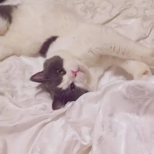逆袭布偶猫成为家养猫首选,除了便宜之外,英短还有哪些优点