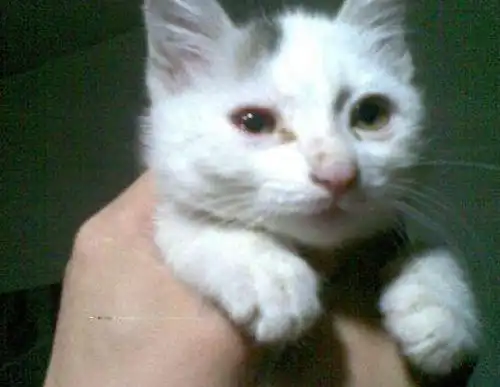 2个月的小猫有眼屎泪痕,英短小猫有泪痕眼屎
