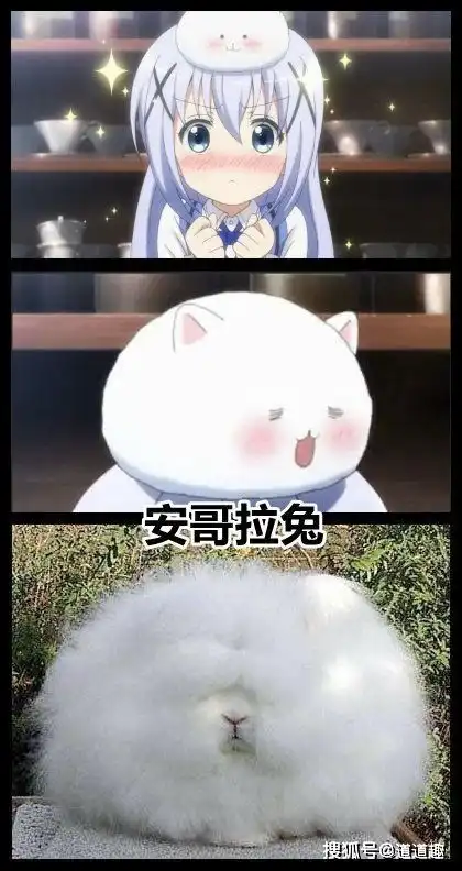 搞笑图片北方的蟑螂vs广东的蟑螂,广东的真的有这么可怕吗
