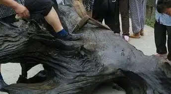 五个抠脚大汉捞木头还是纹丝不动请来吊车才换来500块
