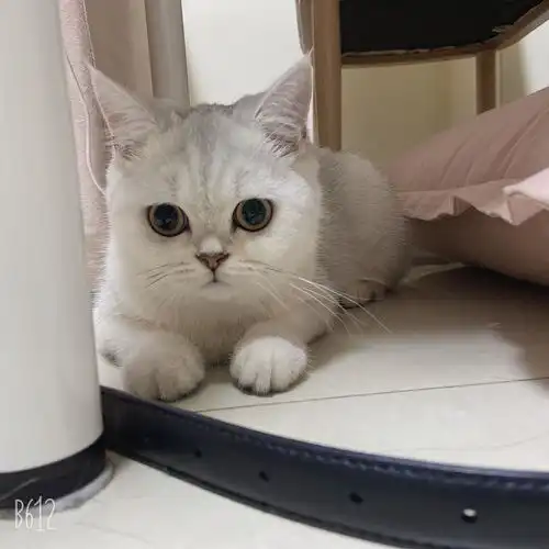 英短可爱头像母猫