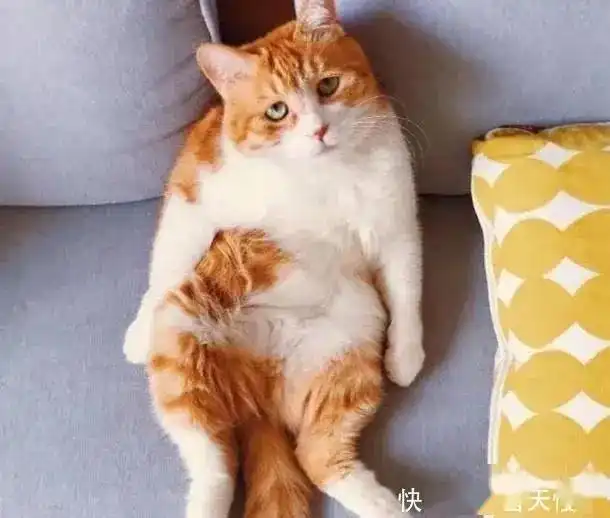 知道了猫咪的这个冷知识以后,我用猫鼻子给手机设置了一个指纹锁
