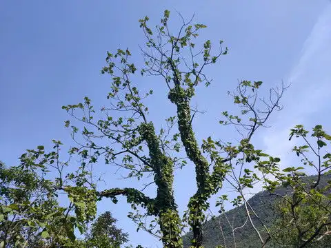 树干爬藤,枝叶,植物花草,摄影素材,汇图网