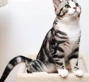 英短可爱头像美国短毛猫