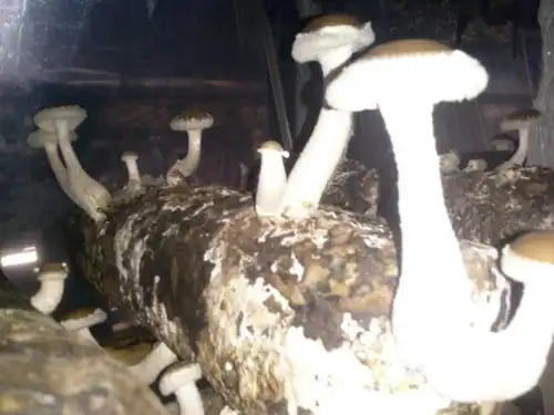 香菇种植中腿长菇头小薄怎么解决跪求解释
