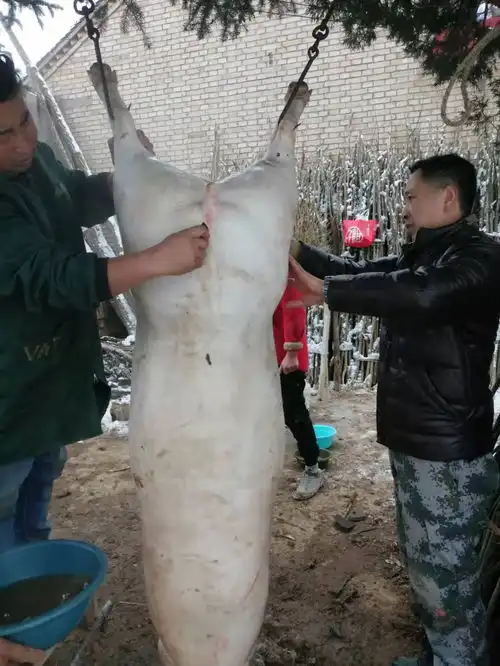 过年有许多好玩的事比如说杀猪过年
