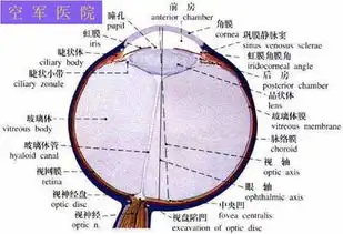 手机发出的高能短波蓝光为何会损害视力
