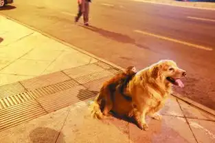 猴子街上遛弯动物世界奇闻异事大盘点

