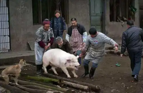 农村俗语猪来穷,狗来富,猫来开当铺,是什么意思