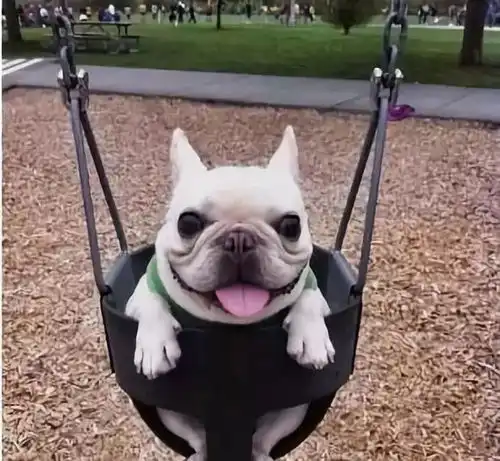 表情幼犬最佳打疫苗时间,疫苗与驱虫的关系原来是这样表情
