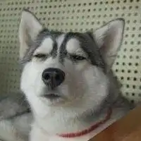 哈士奇犯二搞笑图片头像微信头像图片大全
