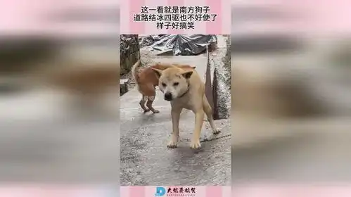 这一看就是南方狗子,道路结冰四驱也不好使了,样子好搞笑
