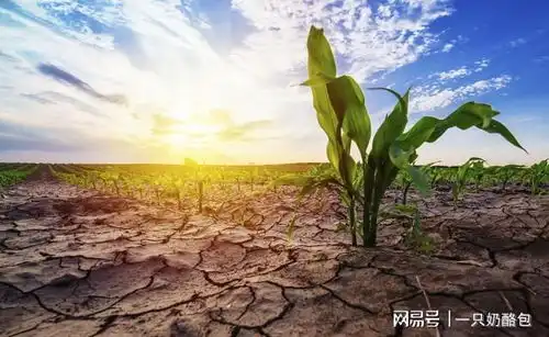 立夏后晴天刮风有啥预兆老辈人说的这几点得记牢
