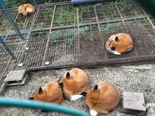 轻松一刻十斤猪肉的钱,在日本也就够买个口罩
