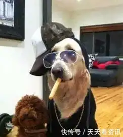 趣味图片幽默段子笑话这是一只社会狗,哈哈哈,厉害了
